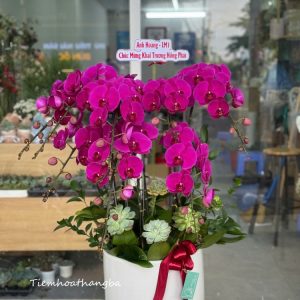 Chậu Lan Hồ điệp (1)