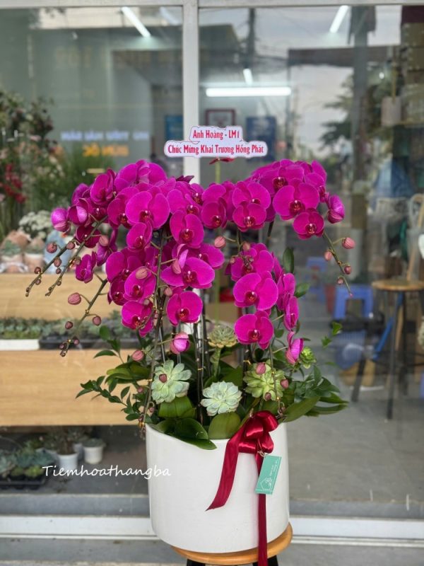 Chậu Lan Hồ điệp (1)