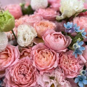 hoa hồng công chúa mix sao xanh