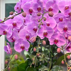 chậu lan hồ điệp tím