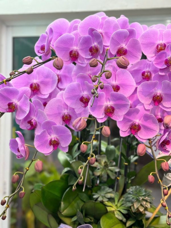 chậu lan hồ điệp tím