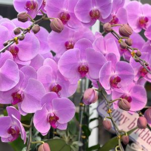 chậu lan hồ điệp tím