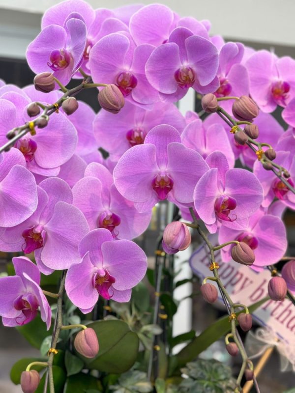 chậu lan hồ điệp tím