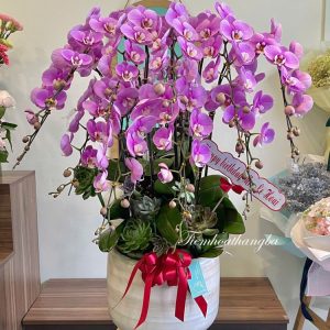 lan hồ điệp tím