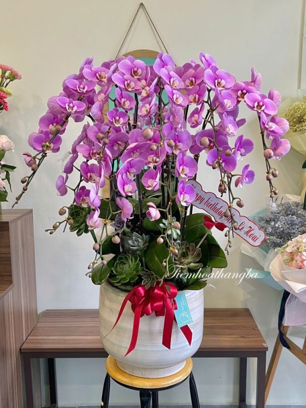 lan hồ điệp tím
